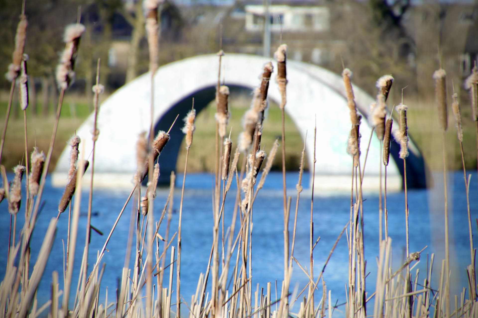 Vergroening en hittestressmaatregelen